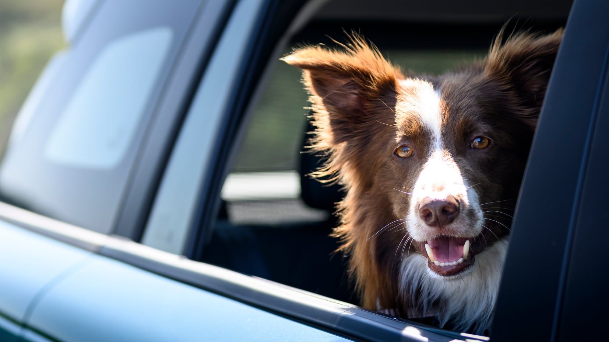 Cabina certificada pet-friendly, red de aislamiento, recipientes antiderrames